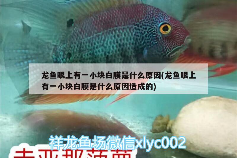 龍魚(yú)眼上有一小塊白膜是什么原因(龍魚(yú)眼上有一小塊白膜是什么原因造成的) 黑桃A魚(yú)苗