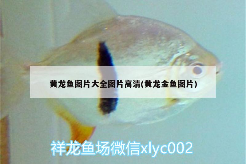 杭州觀賞魚市場遠看條龍近看猥瑣蟲