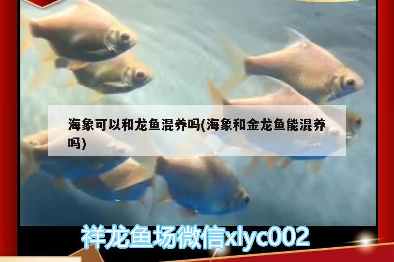 海象可以和龍魚混養(yǎng)嗎(海象和金龍魚能混養(yǎng)嗎) 祥龍龍魚專用水族燈