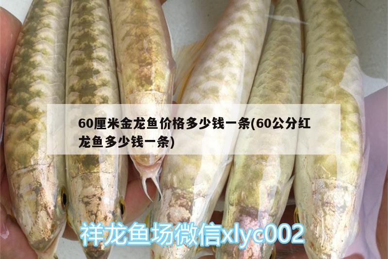 60厘米金龍魚(yú)價(jià)格多少錢(qián)一條(60公分紅龍魚(yú)多少錢(qián)一條) 印尼三紋虎