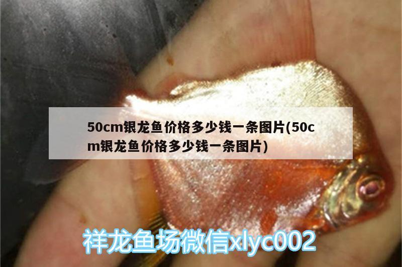 50cm銀龍魚價格多少錢一條圖片(50cm銀龍魚價格多少錢一條圖片)