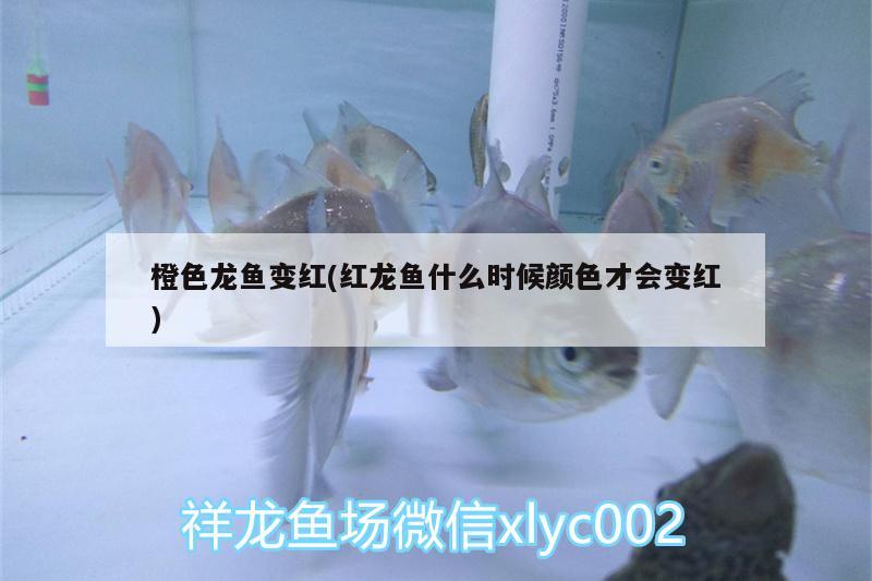 杭州觀賞魚市場遠看條龍近看猥瑣蟲