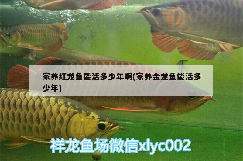 家養(yǎng)紅龍魚能活多少年啊(家養(yǎng)金龍魚能活多少年) 鸚鵡魚 第1張