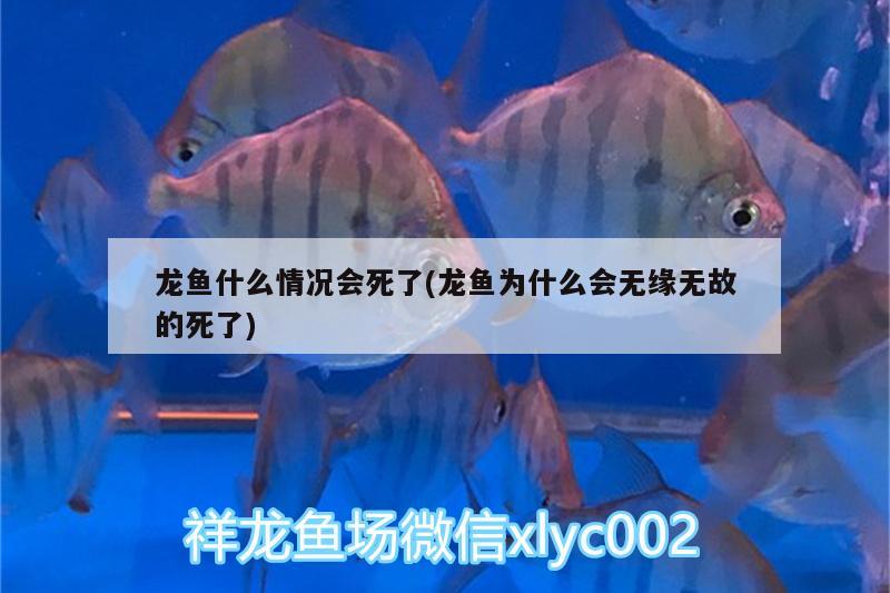 龍魚什么情況會(huì)死了(龍魚為什么會(huì)無緣無故的死了)