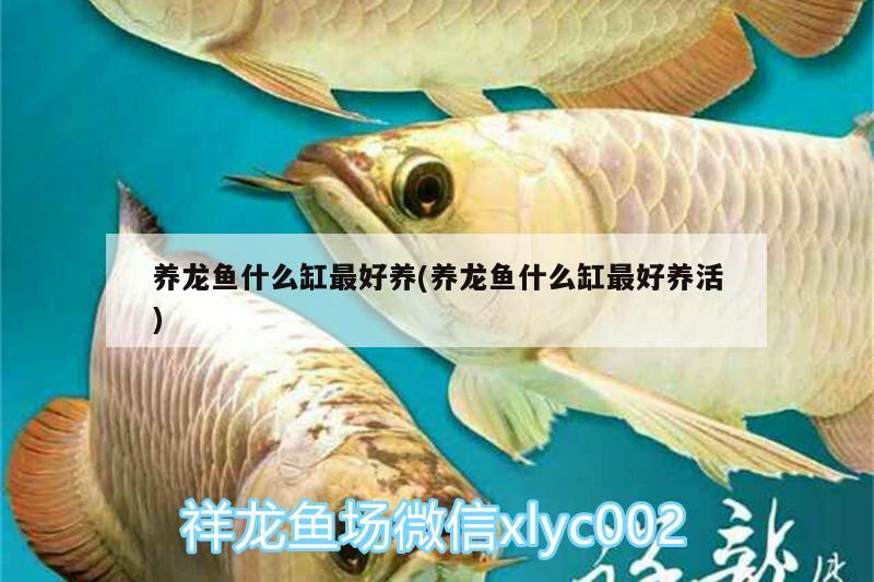 養(yǎng)龍魚什么缸最好養(yǎng)(養(yǎng)龍魚什么缸最好養(yǎng)活)