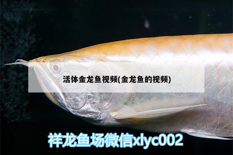 活體金龍魚視頻(金龍魚的視頻)