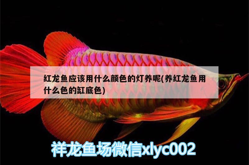 紅龍魚應(yīng)該用什么顏色的燈養(yǎng)呢(養(yǎng)紅龍魚用什么色的缸底色) 魟魚百科