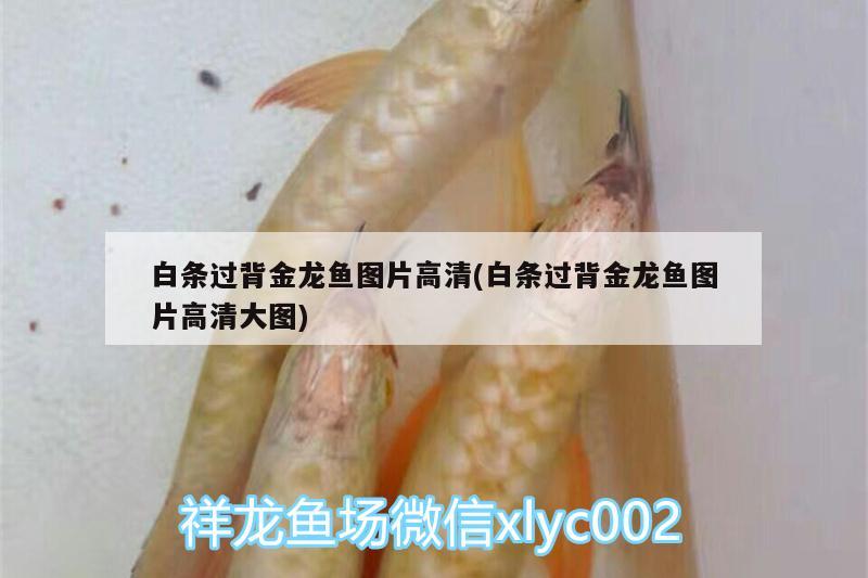 白條過背金龍魚圖片高清(白條過背金龍魚圖片高清大圖) 白條過背金龍魚