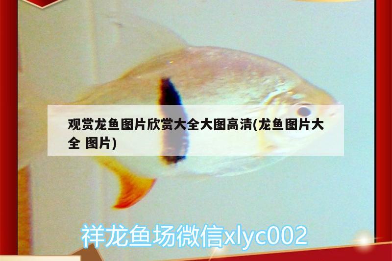 觀賞龍魚圖片欣賞大全大圖高清(龍魚圖片大全圖片)