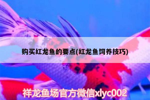 購(gòu)買紅龍魚的要點(diǎn)(紅龍魚飼養(yǎng)技巧)