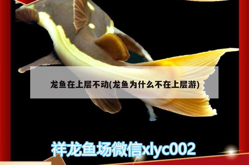 龍魚在上層不動(dòng)(龍魚為什么不在上層游)