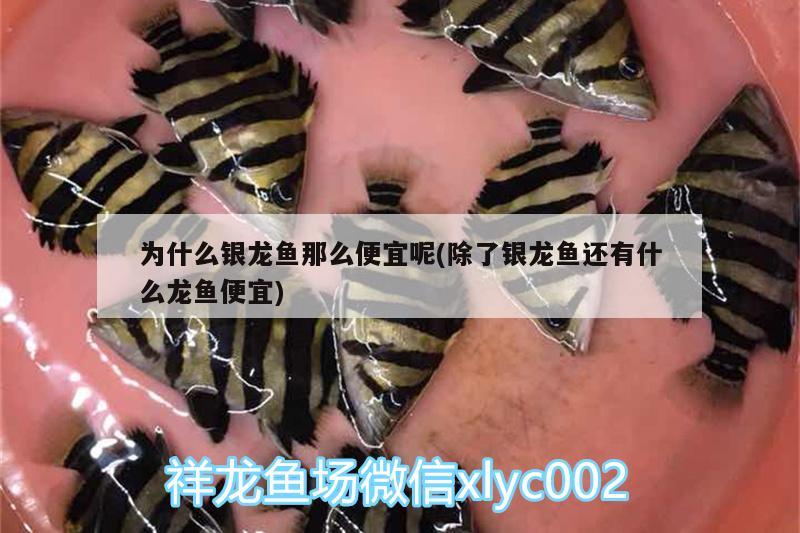 為什么銀龍魚那么便宜呢(除了銀龍魚還有什么龍魚便宜)