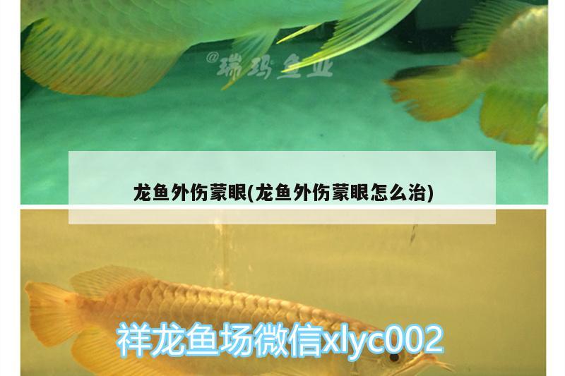 龍魚外傷蒙眼(龍魚外傷蒙眼怎么治) 非洲象鼻魚