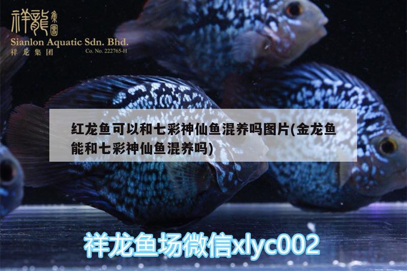 銀龍魚(yú)飼養(yǎng)技巧和方法視頻大全（銀龍魚(yú)的飼養(yǎng)方法視頻） 銀龍魚(yú)百科 第1張