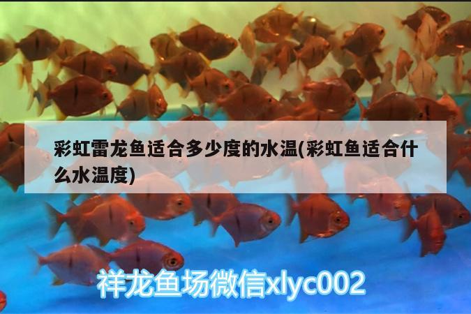 彩虹雷龍魚適合多少度的水溫(彩虹魚適合什么水溫度) 照明器材