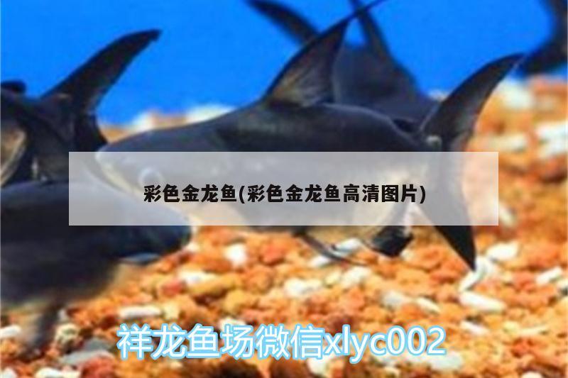 彩色金龍魚(彩色金龍魚高清圖片)