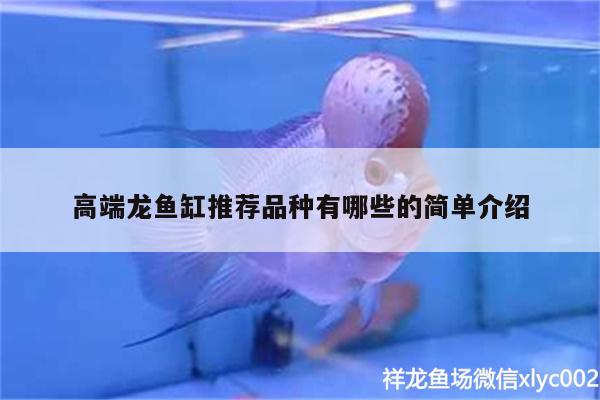 高端龍魚缸推薦品種有哪些的簡單介紹