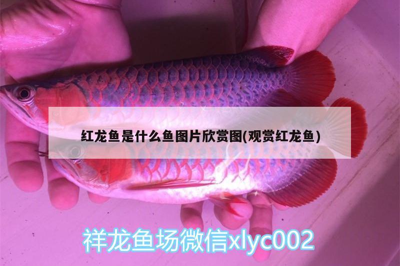 紅龍魚是什么魚圖片欣賞圖(觀賞紅龍魚)