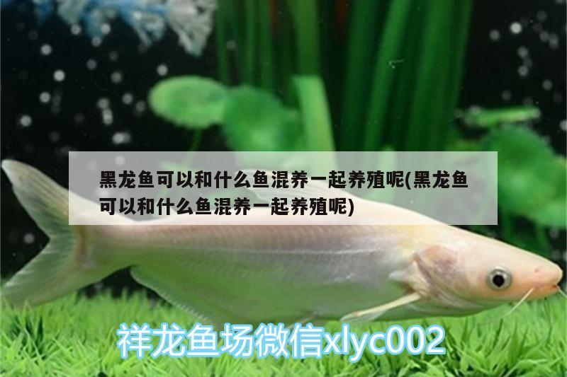 黑龍魚可以和什么魚混養(yǎng)一起養(yǎng)殖呢(黑龍魚可以和什么魚混養(yǎng)一起養(yǎng)殖呢)