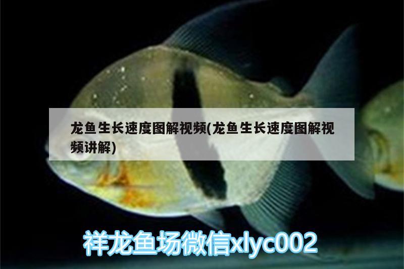 龍魚生長(zhǎng)速度圖解視頻(龍魚生長(zhǎng)速度圖解視頻講解) 造景/裝飾