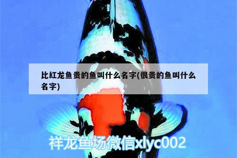 比紅龍魚貴的魚叫什么名字(很貴的魚叫什么名字)