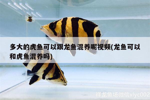 多大的虎魚可以跟龍魚混養(yǎng)呢視頻(龍魚可以和虎魚混養(yǎng)嗎) 虎魚百科