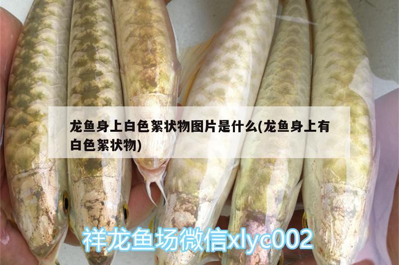 龍魚身上白色絮狀物圖片是什么(龍魚身上有白色絮狀物)