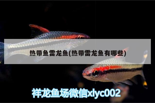 熱帶魚雷龍魚(熱帶雷龍魚有哪些)