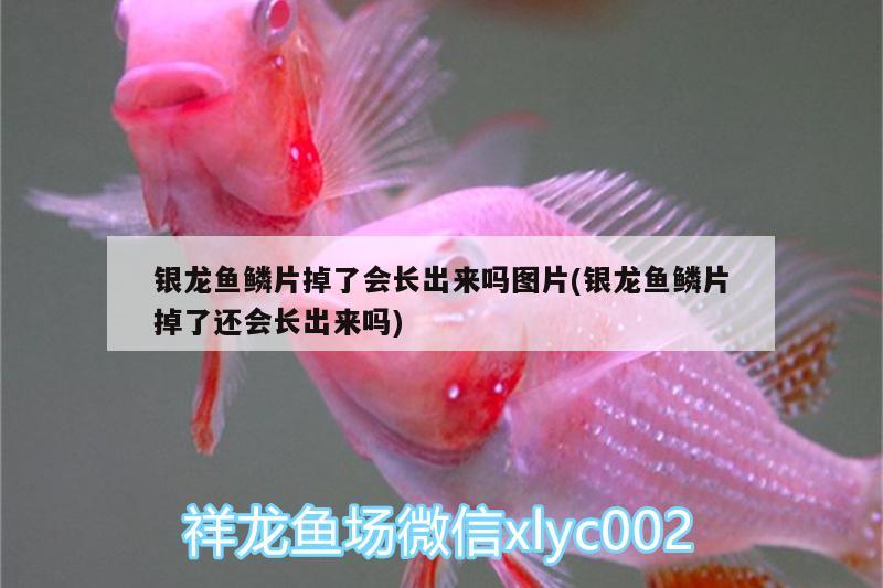 銀龍魚鱗片掉了會(huì)長出來嗎圖片(銀龍魚鱗片掉了還會(huì)長出來嗎) 銀龍魚百科