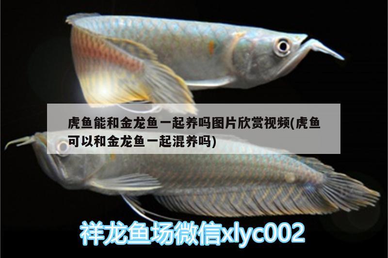 魚缸品牌知乎推薦大全（魚缸品牌知乎推薦大全圖片） 觀賞魚 第3張