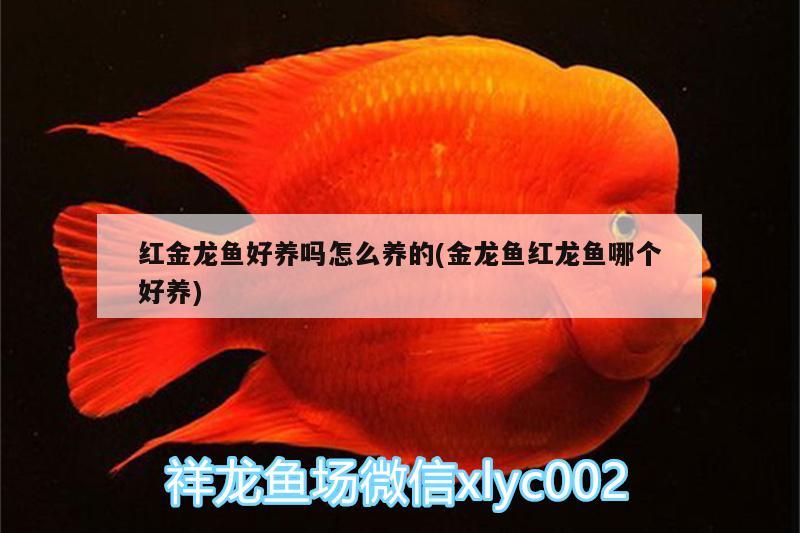 紅金龍魚好養(yǎng)嗎怎么養(yǎng)的(金龍魚紅龍魚哪個好養(yǎng))