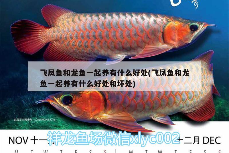 飛鳳魚和龍魚一起養(yǎng)有什么好處(飛鳳魚和龍魚一起養(yǎng)有什么好處和壞處)