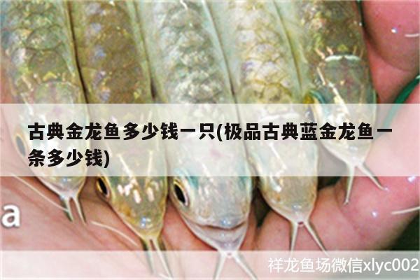 古典金龍魚多少錢一只(極品古典藍(lán)金龍魚一條多少錢) 印尼四紋虎 第4張