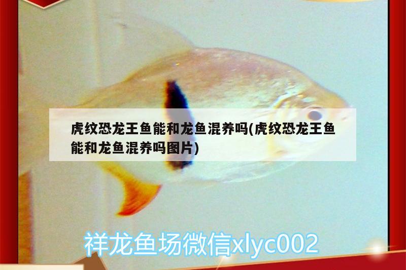 虎紋恐龍王魚(yú)能和龍魚(yú)混養(yǎng)嗎(虎紋恐龍王魚(yú)能和龍魚(yú)混養(yǎng)嗎圖片) 恐龍王魚(yú)