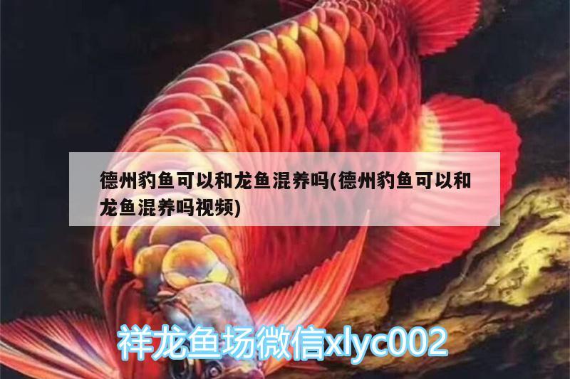 德州豹魚可以和龍魚混養(yǎng)嗎(德州豹魚可以和龍魚混養(yǎng)嗎視頻) 虎魚魚苗