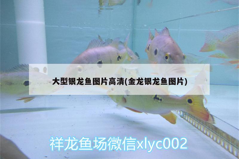 大型銀龍魚圖片高清(金龍銀龍魚圖片) 銀龍魚