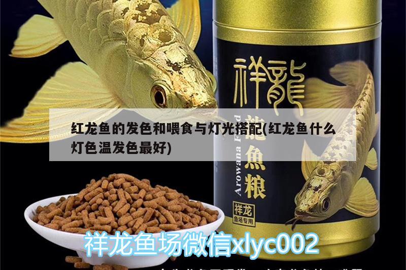 紅龍魚的發(fā)色和喂食與燈光搭配(紅龍魚什么燈色溫發(fā)色最好)