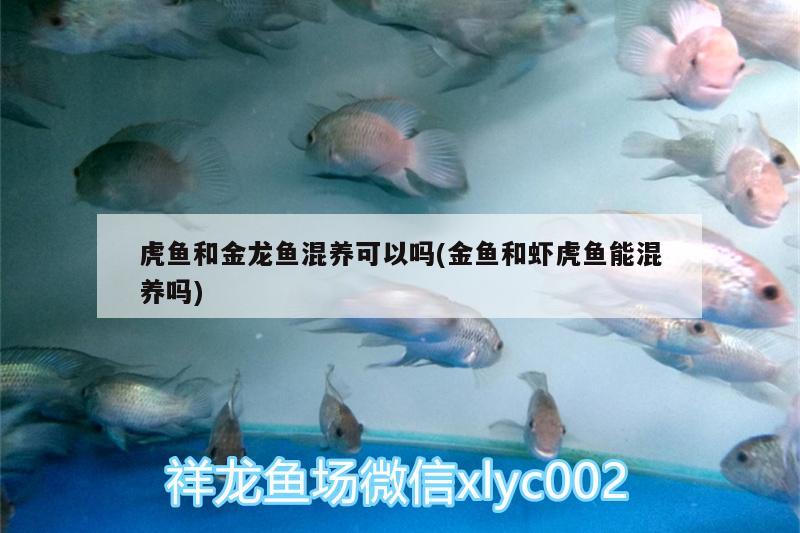 虎魚(yú)和金龍魚(yú)混養(yǎng)可以嗎(金魚(yú)和蝦虎魚(yú)能混養(yǎng)嗎) 虎魚(yú)百科 第1張