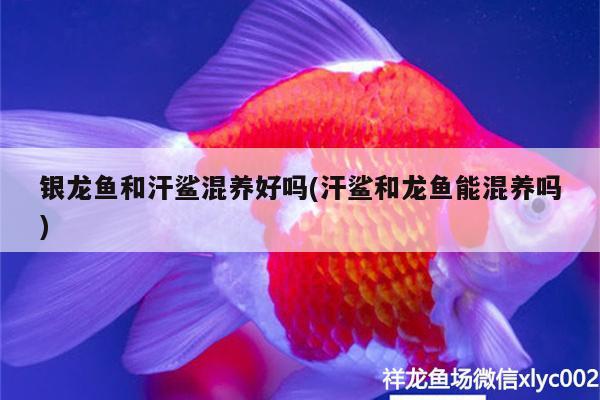 銀龍魚和汗鯊混養(yǎng)好嗎(汗鯊和龍魚能混養(yǎng)嗎)