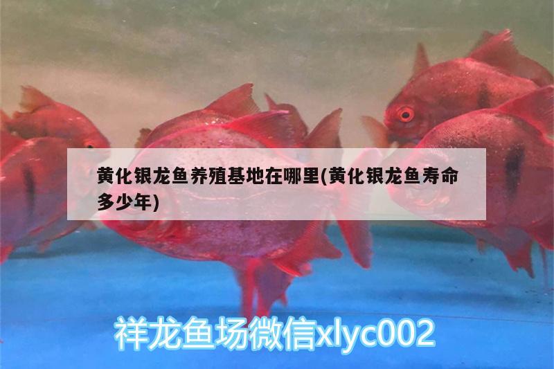 黃化銀龍魚養(yǎng)殖基地在哪里(黃化銀龍魚壽命多少年)