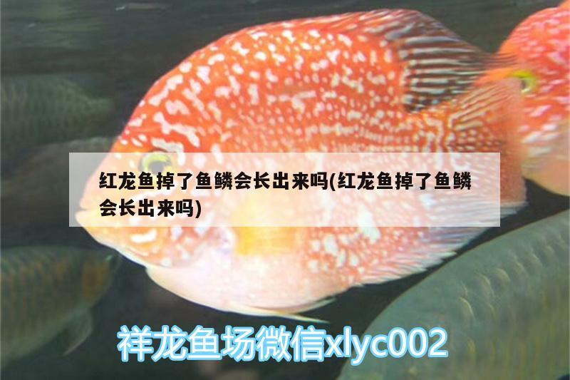 紅龍魚掉了魚鱗會(huì)長出來嗎(紅龍魚掉了魚鱗會(huì)長出來嗎)