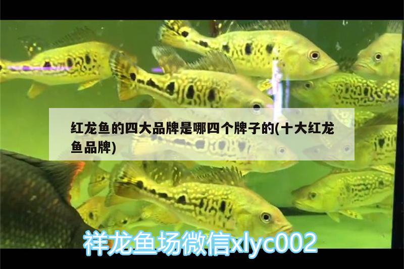 紅龍魚的四大品牌是哪四個牌子的(十大紅龍魚品牌) 觀賞魚企業(yè)目錄