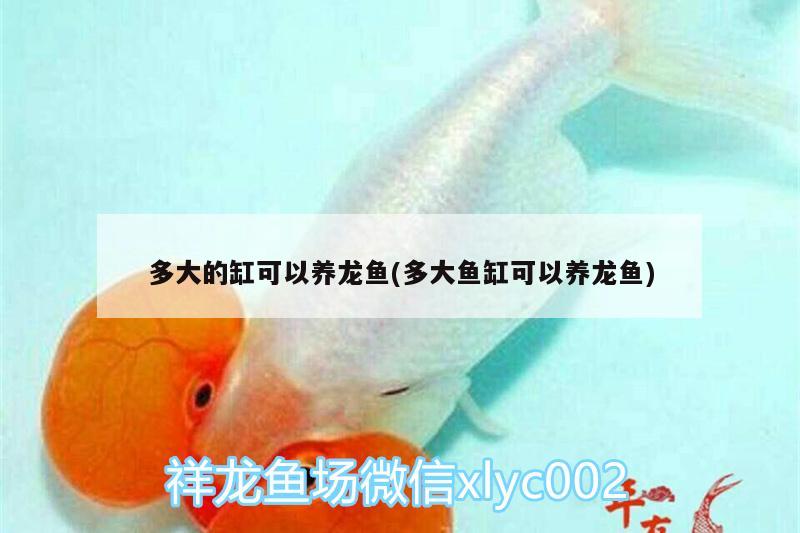 多大的缸可以養(yǎng)龍魚(多大魚缸可以養(yǎng)龍魚)