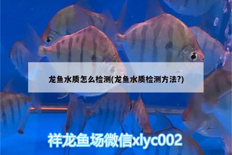 龍魚水質(zhì)怎么檢測(cè)(龍魚水質(zhì)檢測(cè)方法?)