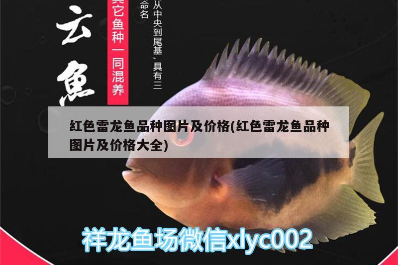 紅色雷龍魚品種圖片及價格(紅色雷龍魚品種圖片及價格大全) 黑白雙星