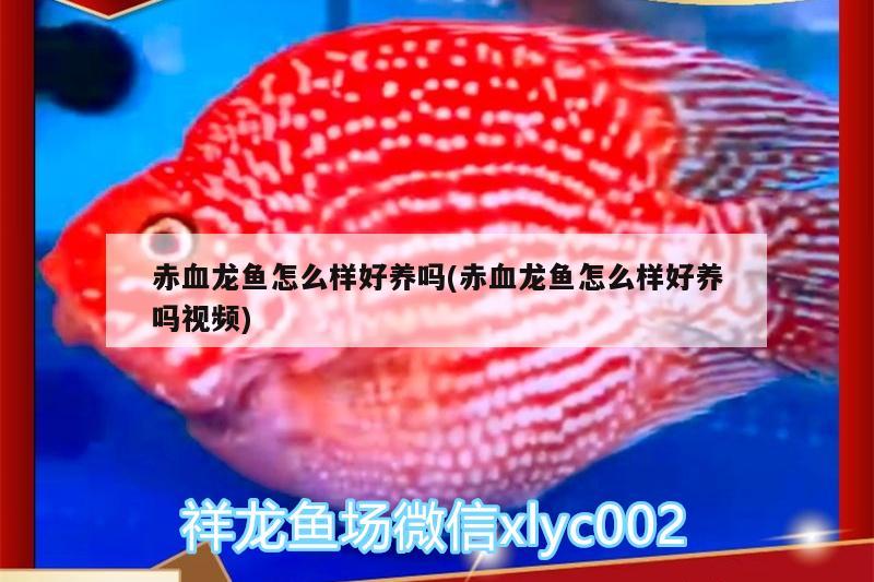 赤血龍魚怎么樣好養(yǎng)嗎(赤血龍魚怎么樣好養(yǎng)嗎視頻) 龍魚芯片掃碼器