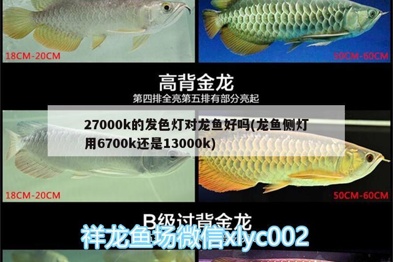 27000k的發(fā)色燈對龍魚好嗎(龍魚側(cè)燈用6700k還是13000k) 紅龍專用魚糧飼料