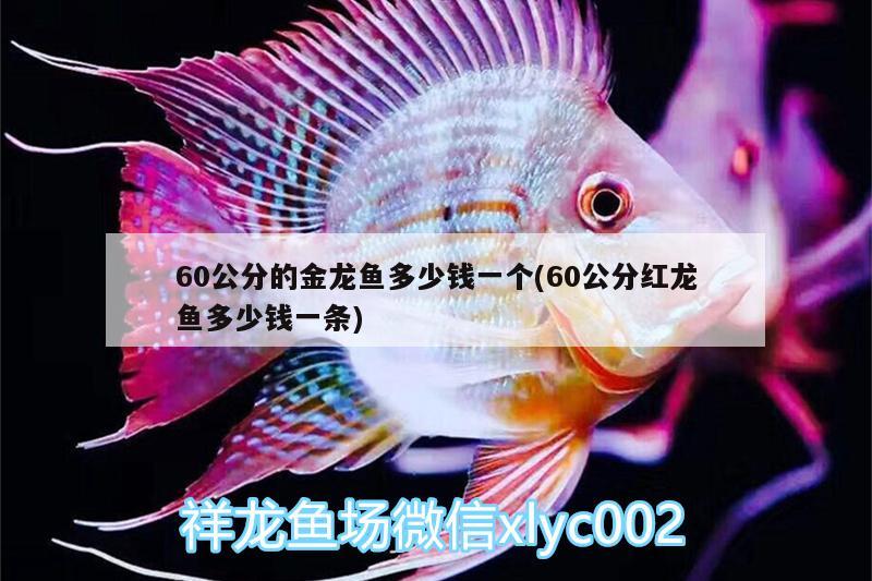 60公分的金龍魚多少錢一個(gè)(60公分紅龍魚多少錢一條) 龍魚批發(fā)