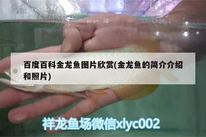 百度百科金龍魚圖片欣賞(金龍魚的簡介介紹和照片)