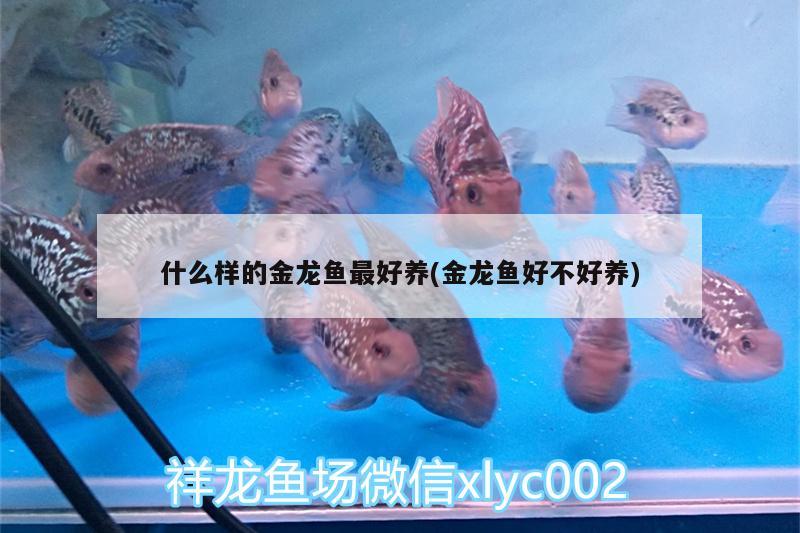 什么樣的金龍魚最好養(yǎng)(金龍魚好不好養(yǎng)) 白子黑帝王魟魚